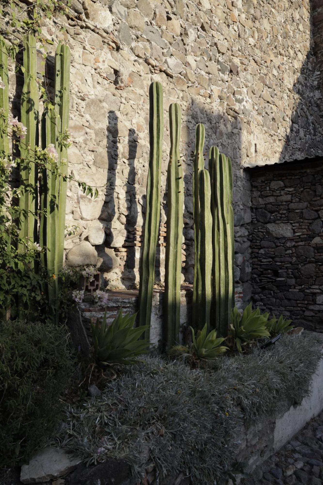 Orchid House San Miguel De Allende Buitenkant foto
