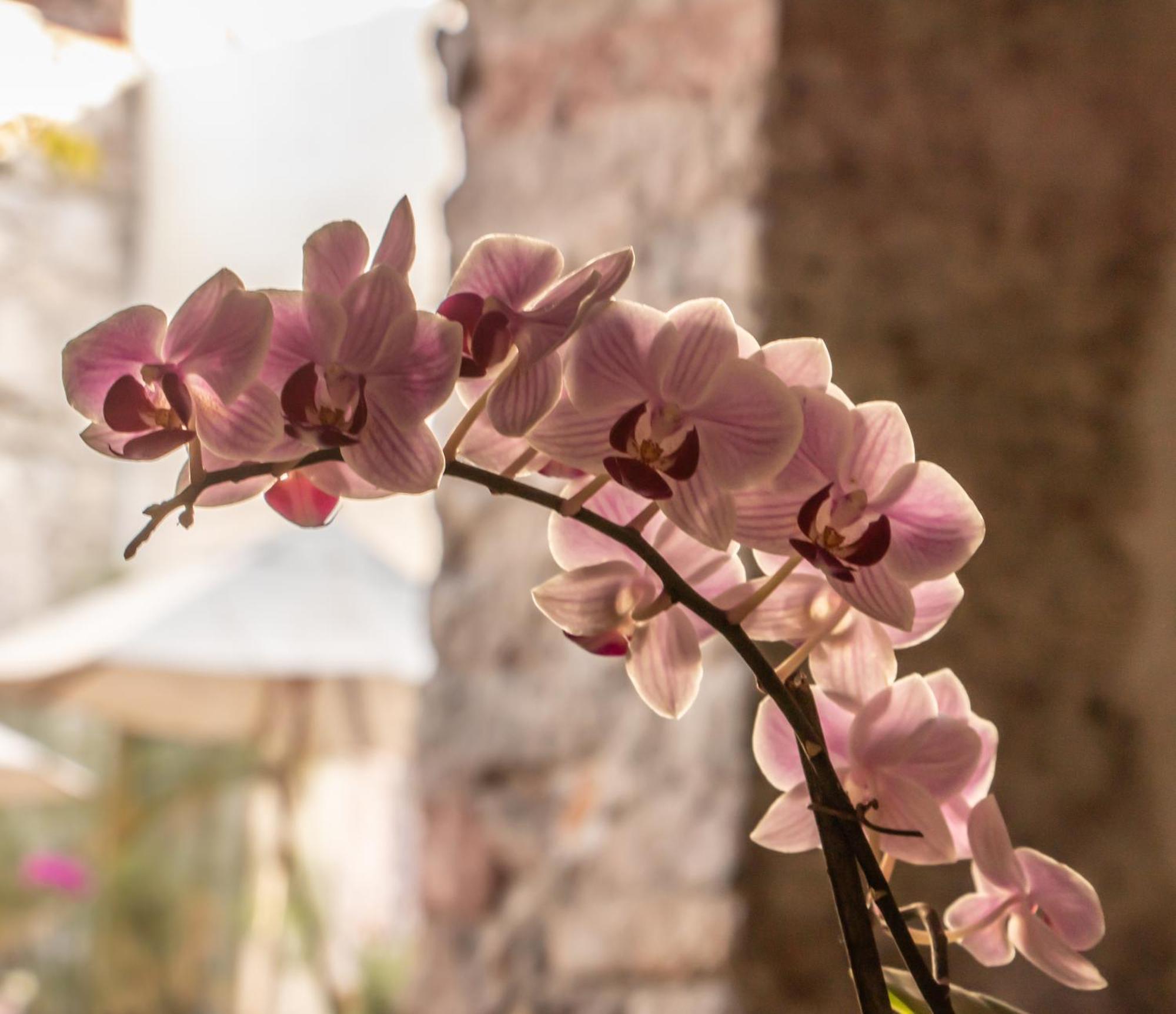 Orchid House San Miguel De Allende Buitenkant foto